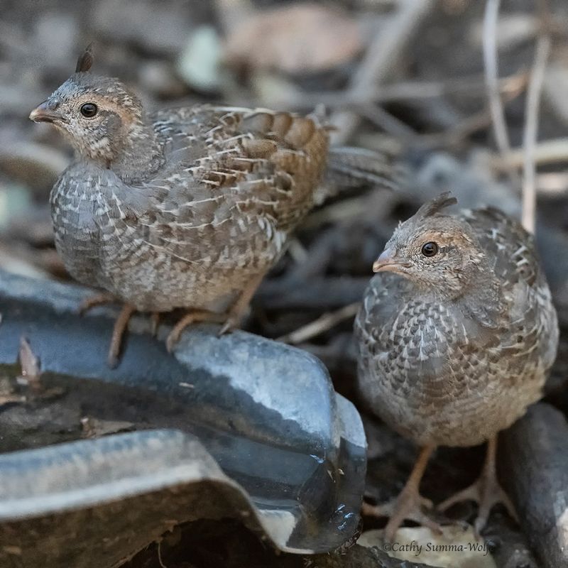 Quail's Rapid Reproduction