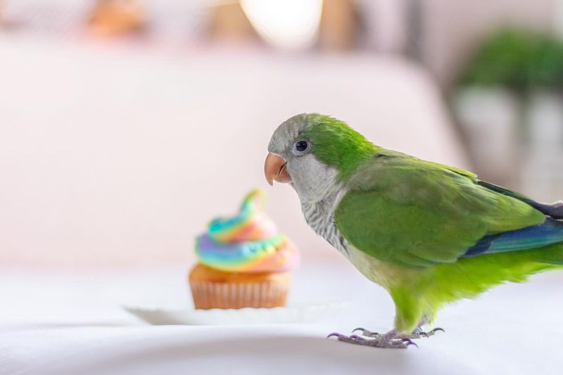 Quaker Parrot