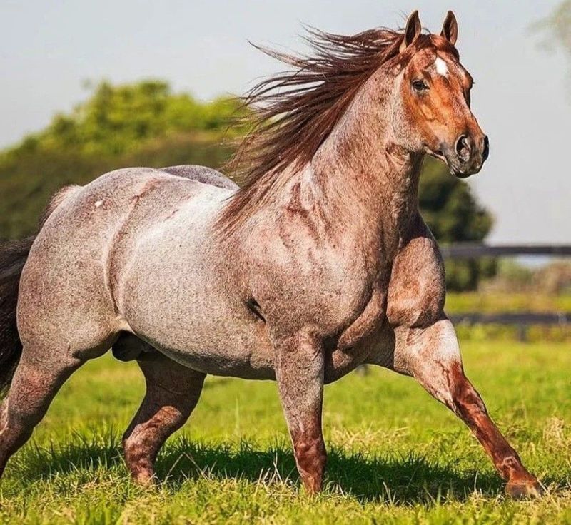 Quarter Horse