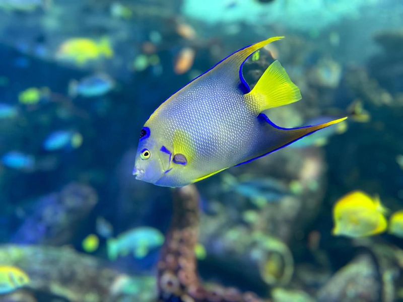 Queen Angelfish