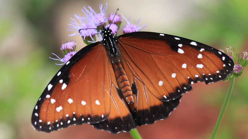 Queen Butterfly