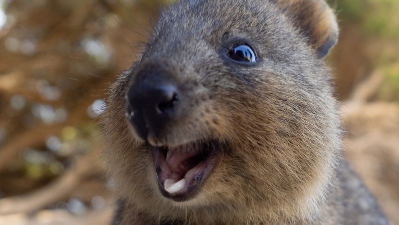 Quokka