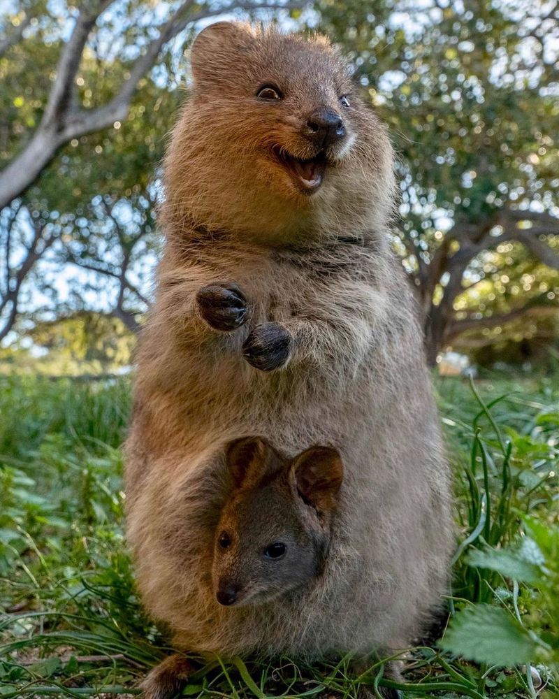 Quokka