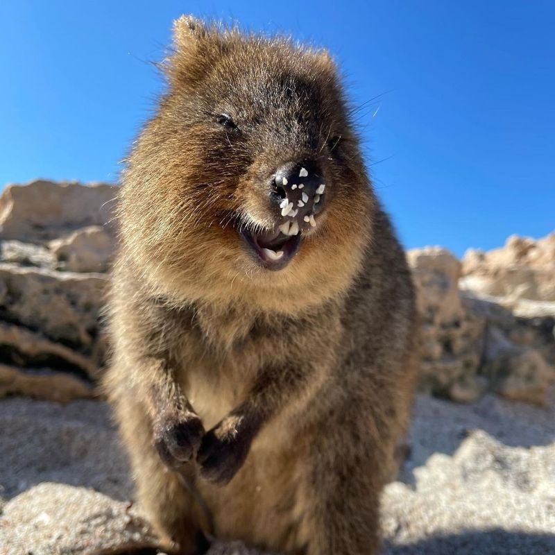 Quokka