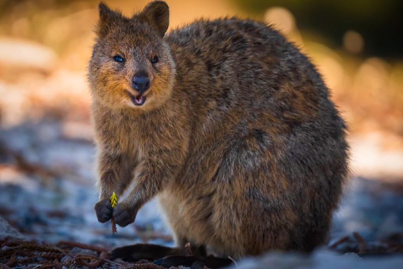 Quokka