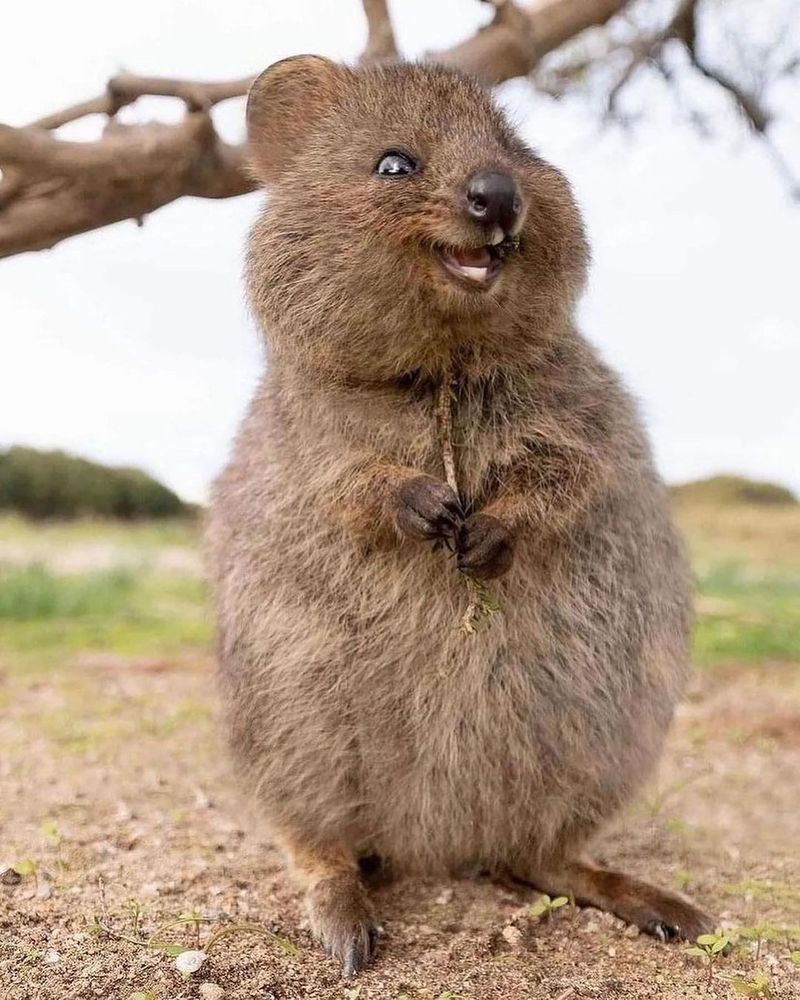 Quokka