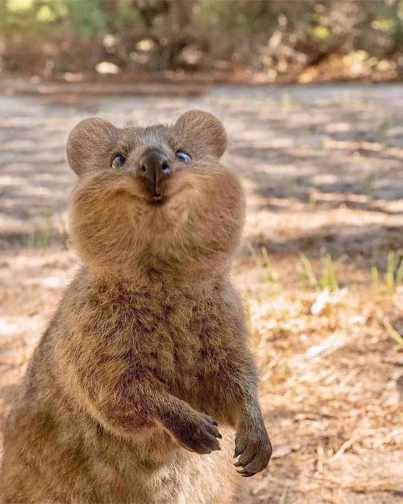 Quokka in Australia