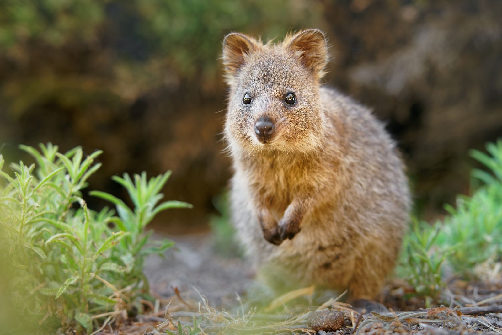 Quokka