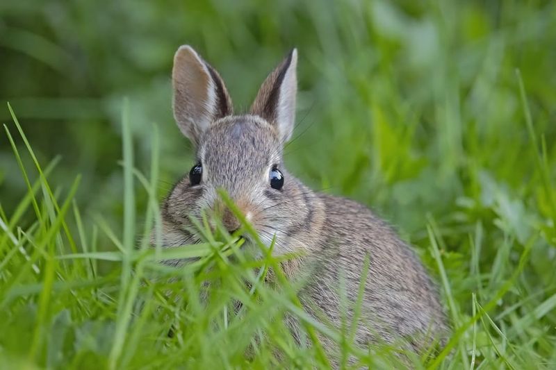 Rabbit Adaptations to Climate