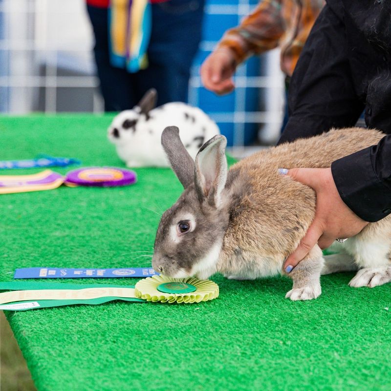 Rabbit Agility