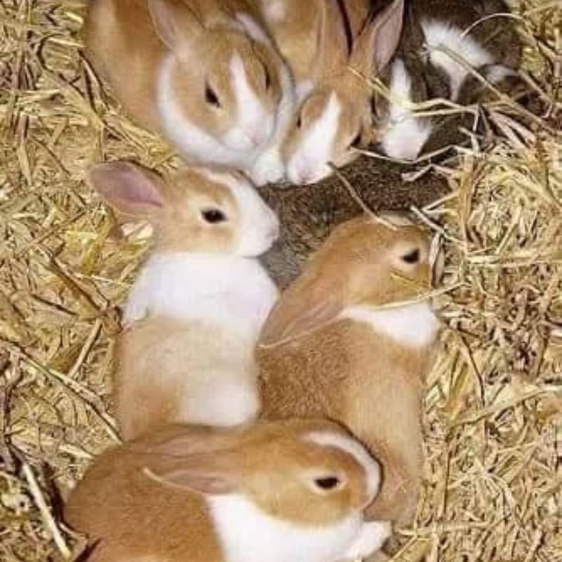 Rabbit Reproduction