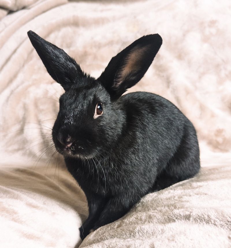 Rabbits Love Carrots