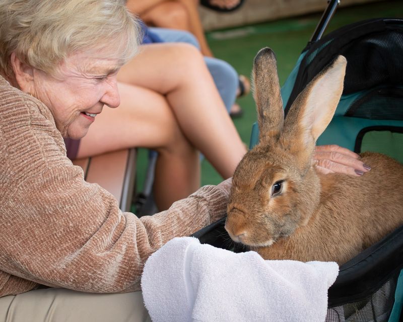 Rabbits in Therapy