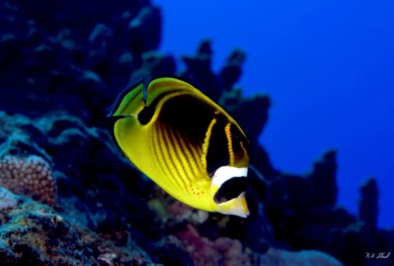 Raccoon Butterflyfish