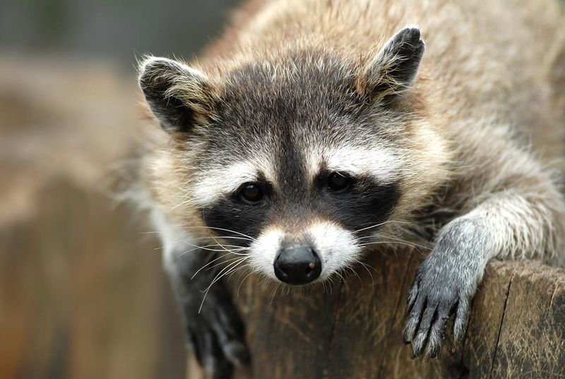 Raccoon Diseases