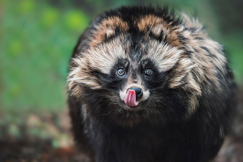 Raccoon Dog