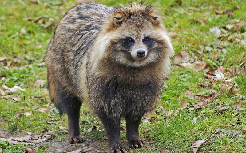 Raccoon Dog