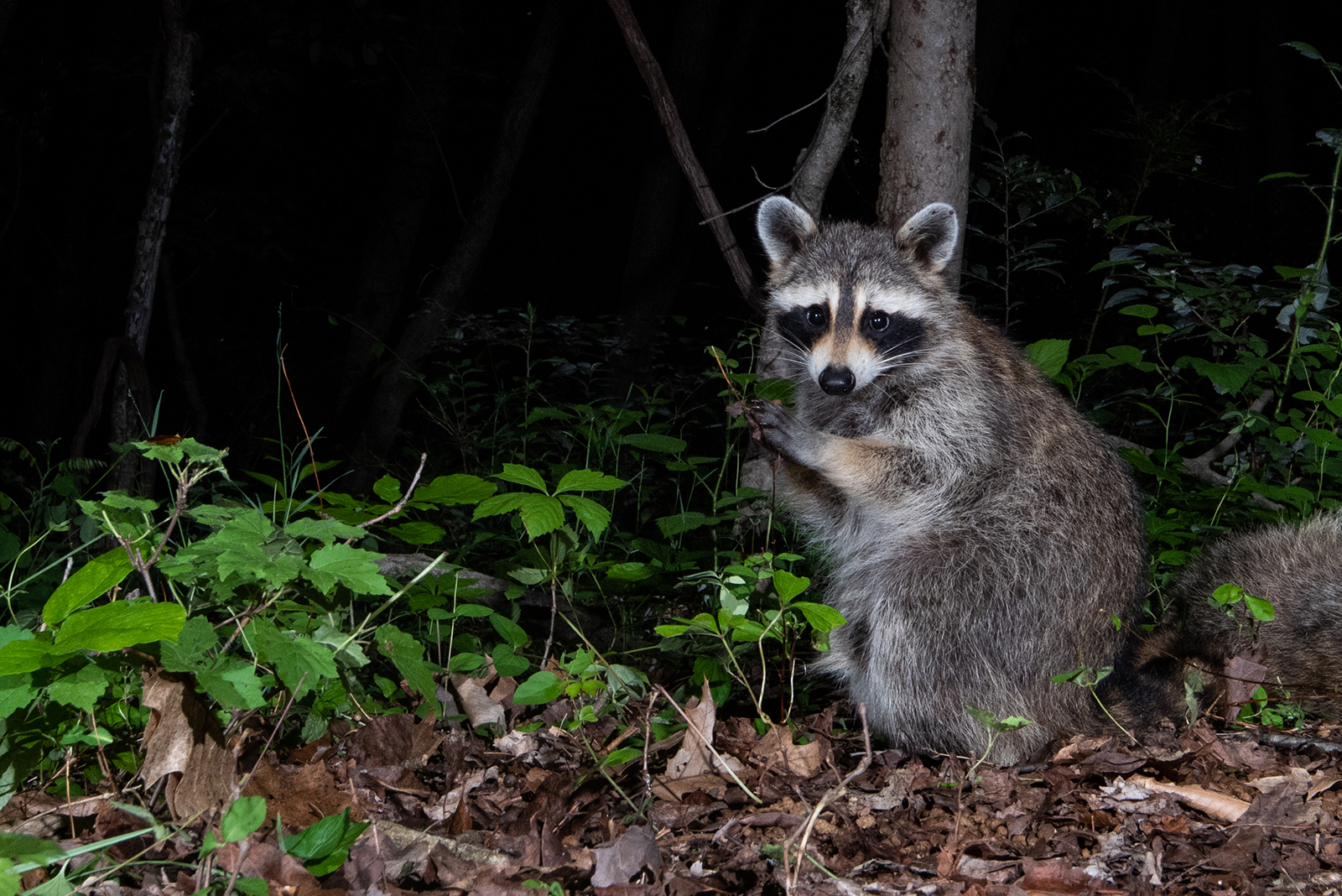 racoon at night