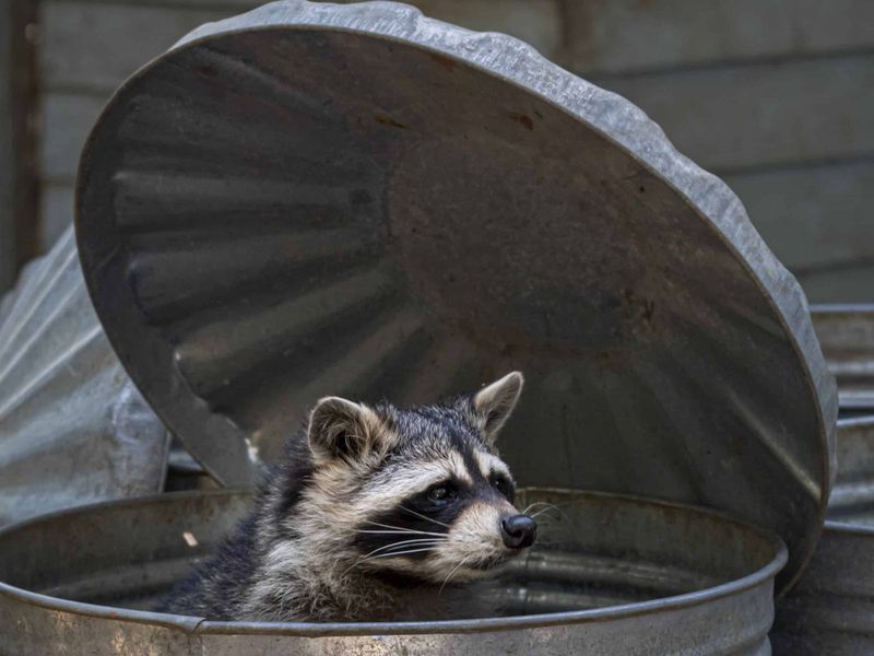 Raccoons' Diet Versatility