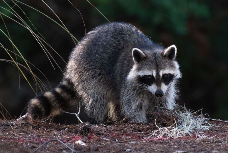 Raccoons' Communication Skills