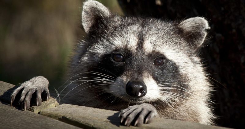 Raccoons' Masked Appearance