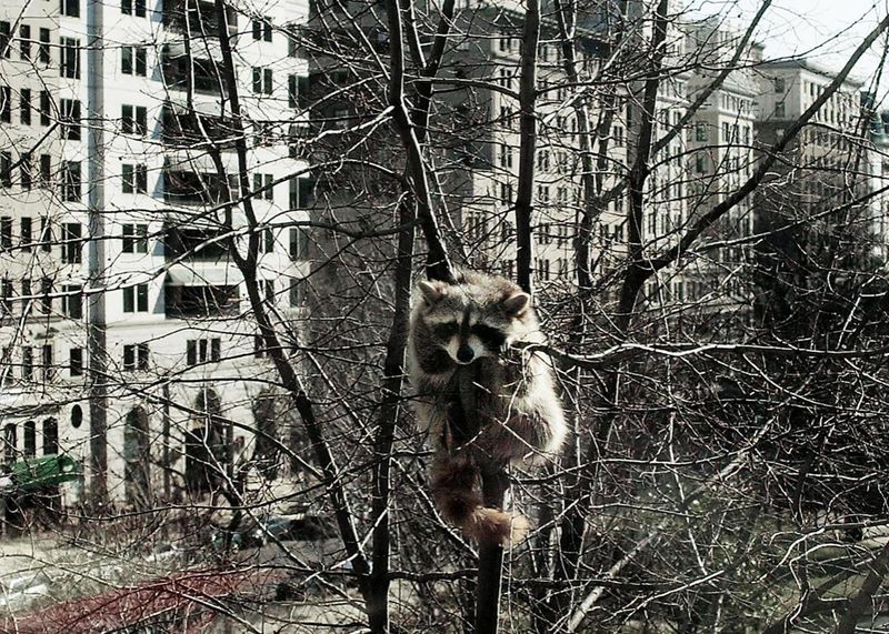 Raccoons' Urban Adaptation