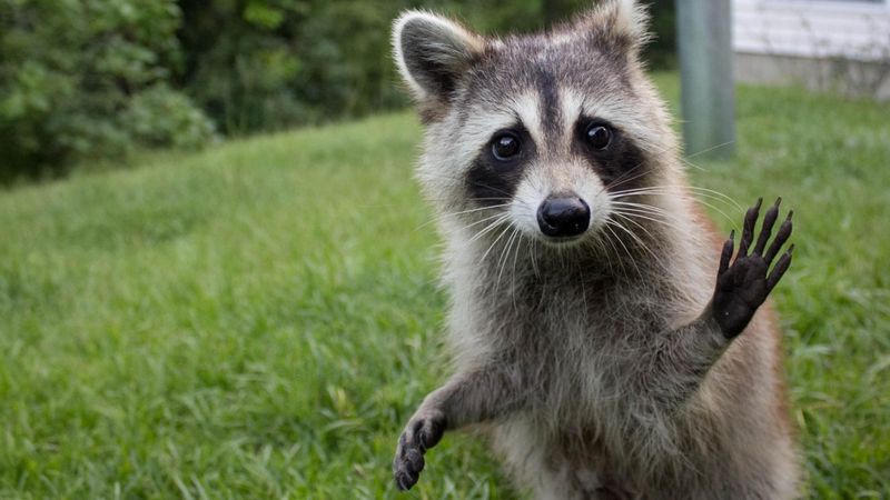 Raccoons' Sense of Touch