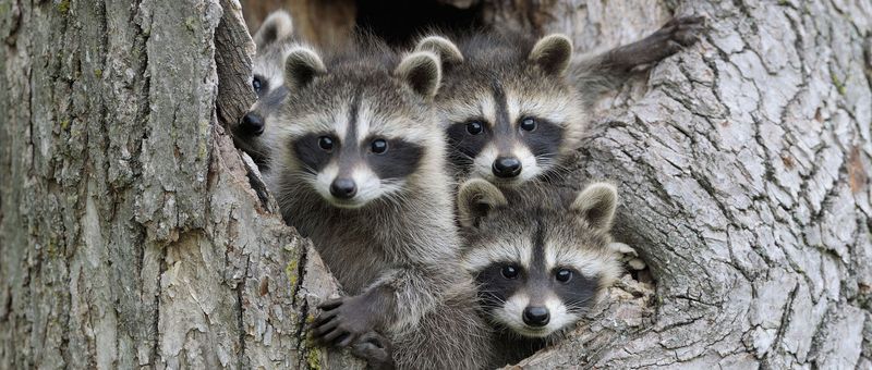 Raccoons' Social Structure