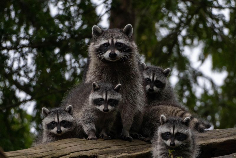 Raccoons' Unique Vocalizations