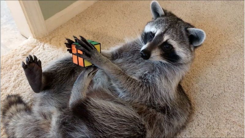 Raccoons' Problem-Solving Skills