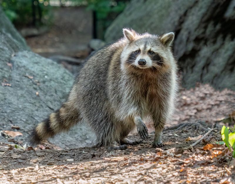 Raccoons' Reproductive Cycle