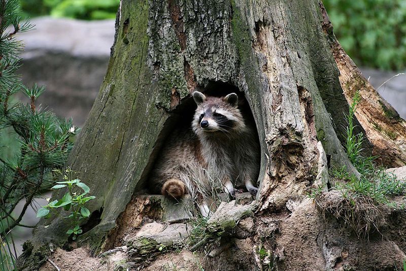 Raccoons' Ecological Impact