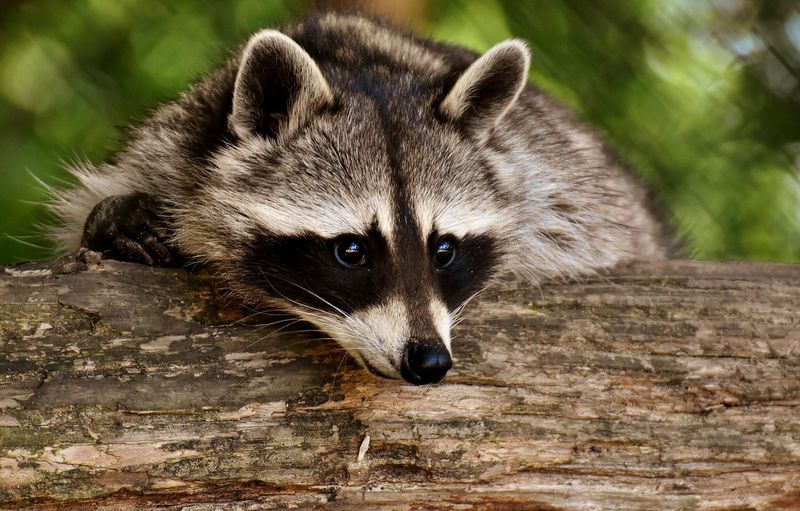 Raccoons' Role in Folklore