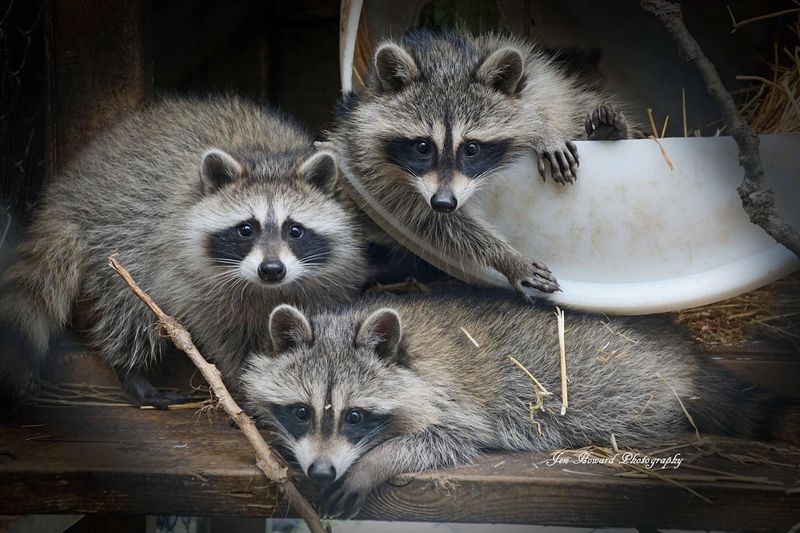 Raccoons' Interaction with Humans