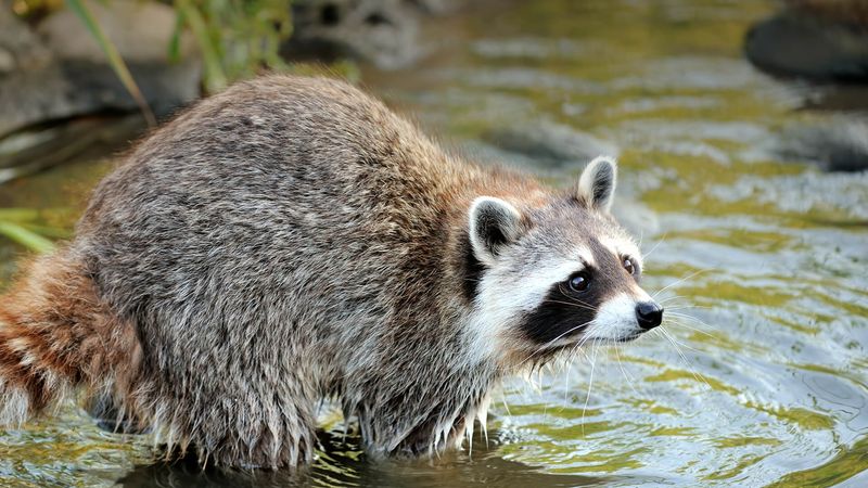 Raccoons' Conservation Status