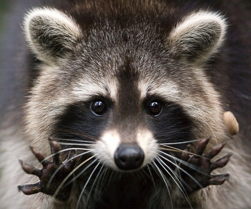 Raccoons' Unique Hands