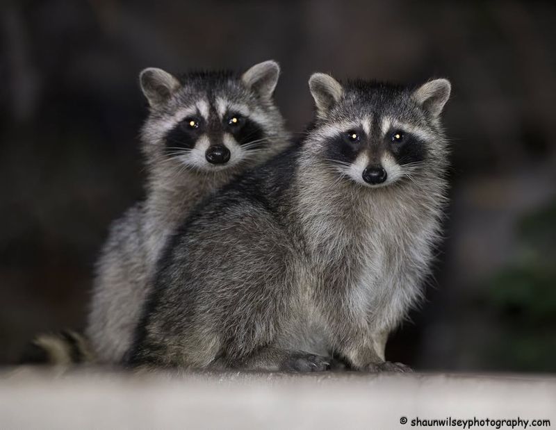 Raccoons