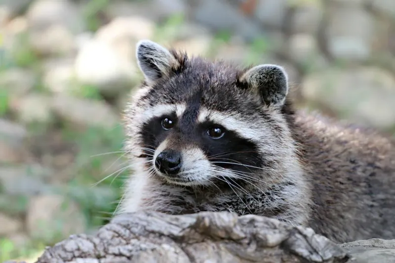 Raccoons' Denning Behavior