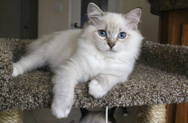 Ragdoll