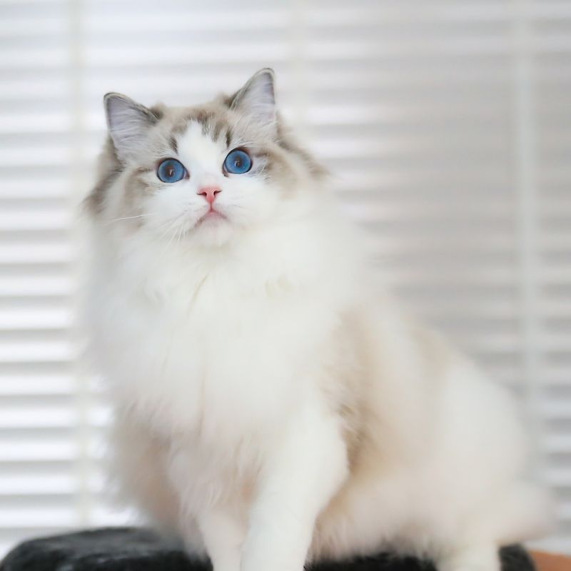 Ragdoll