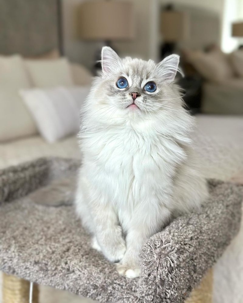 Ragdoll