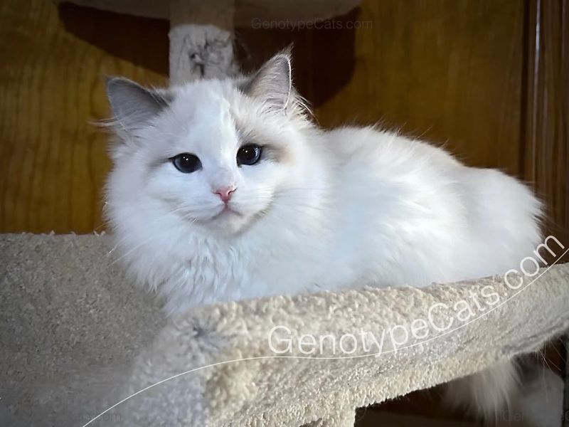 Ragdoll