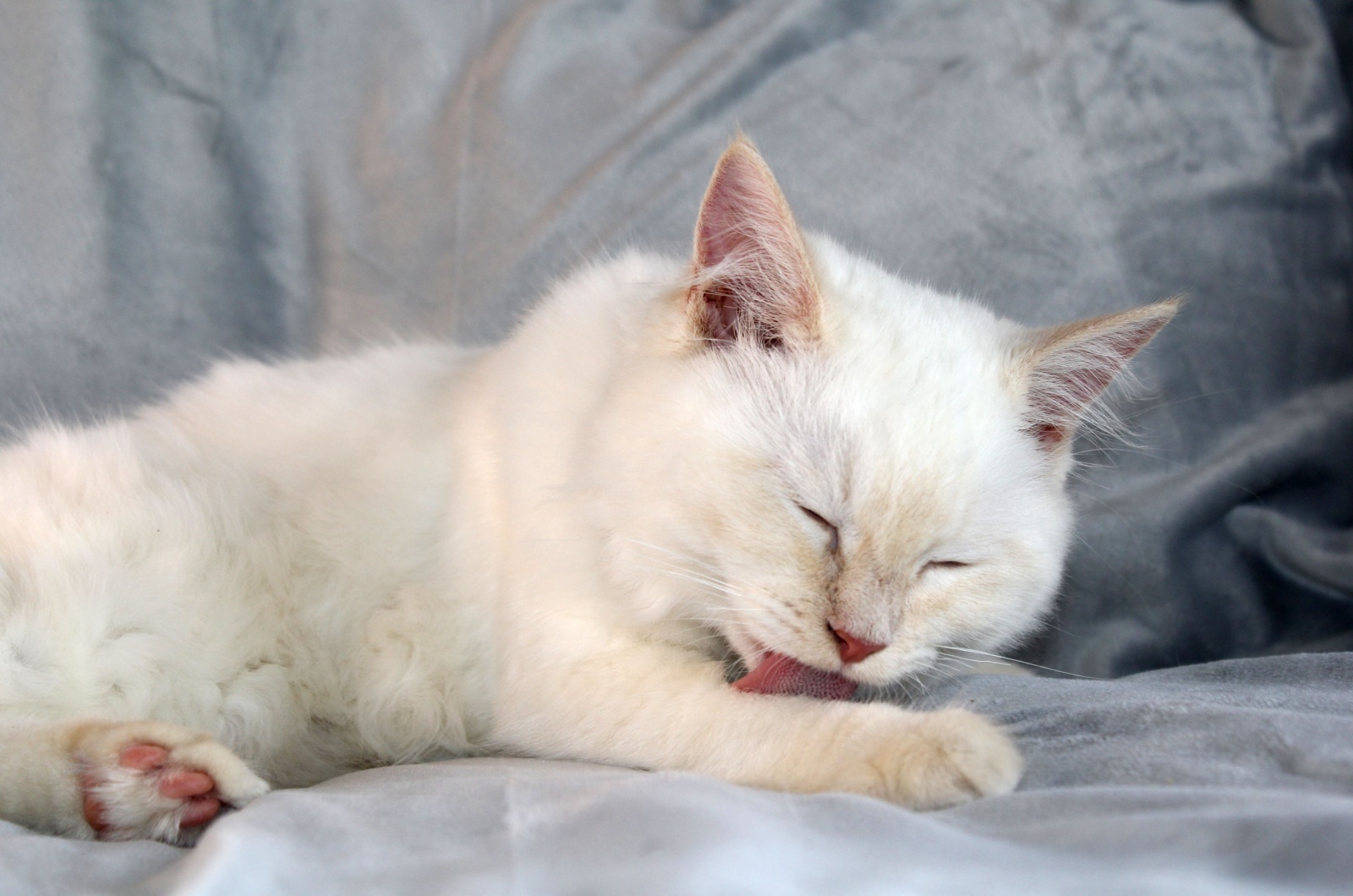 Ragdolls Are The Cleanest Cats