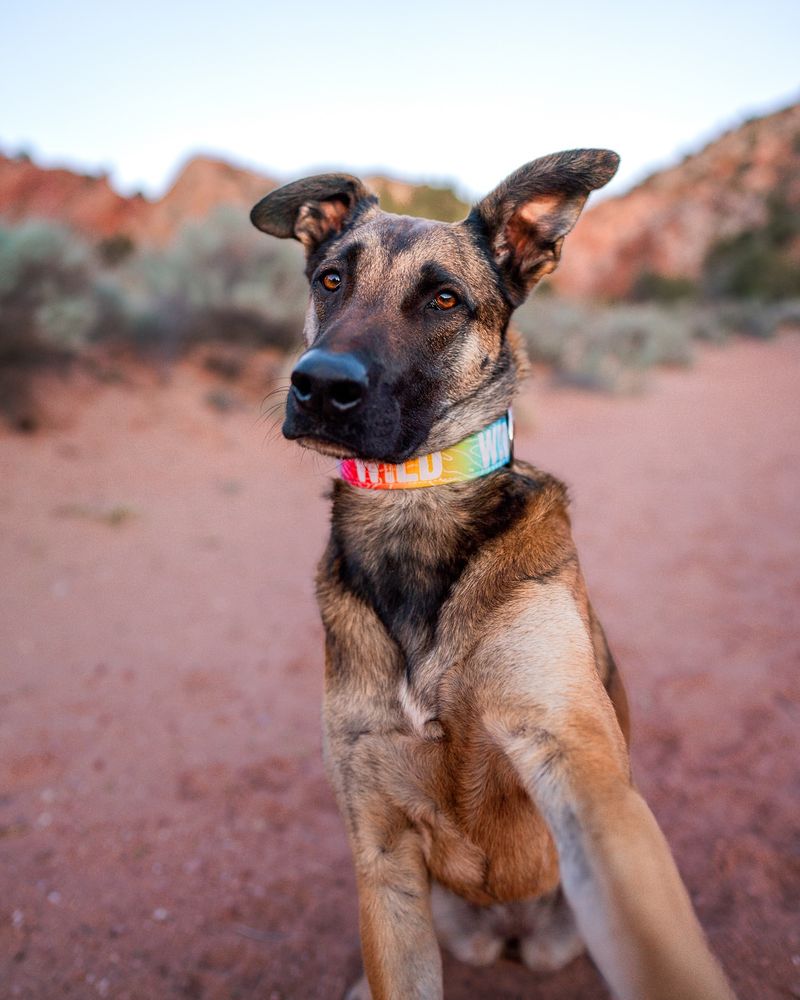 Rainbow Collar