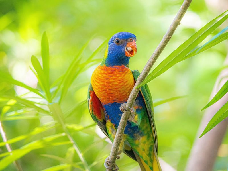 Rainbow Lorikeet