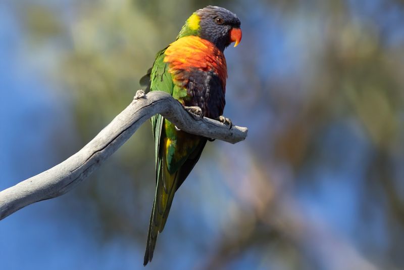 Rainbow Lorikeet