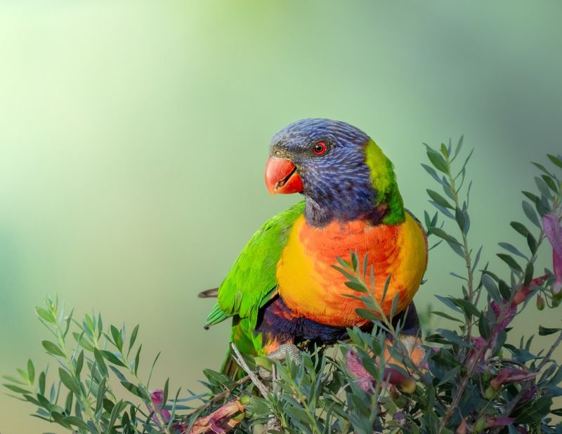 Rainbow Lorikeet