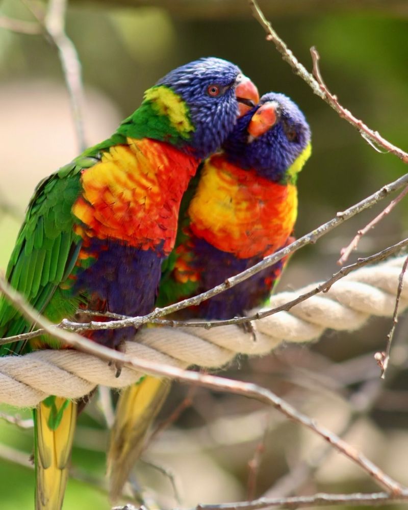 Rainbow Lorikeet