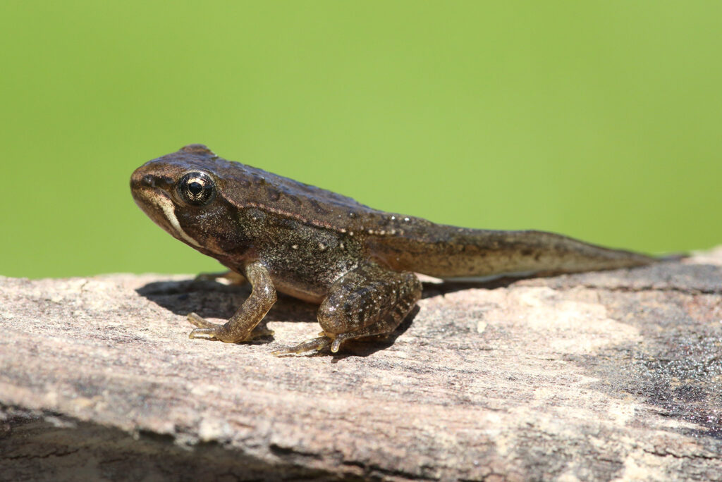 Rana Sylvatica