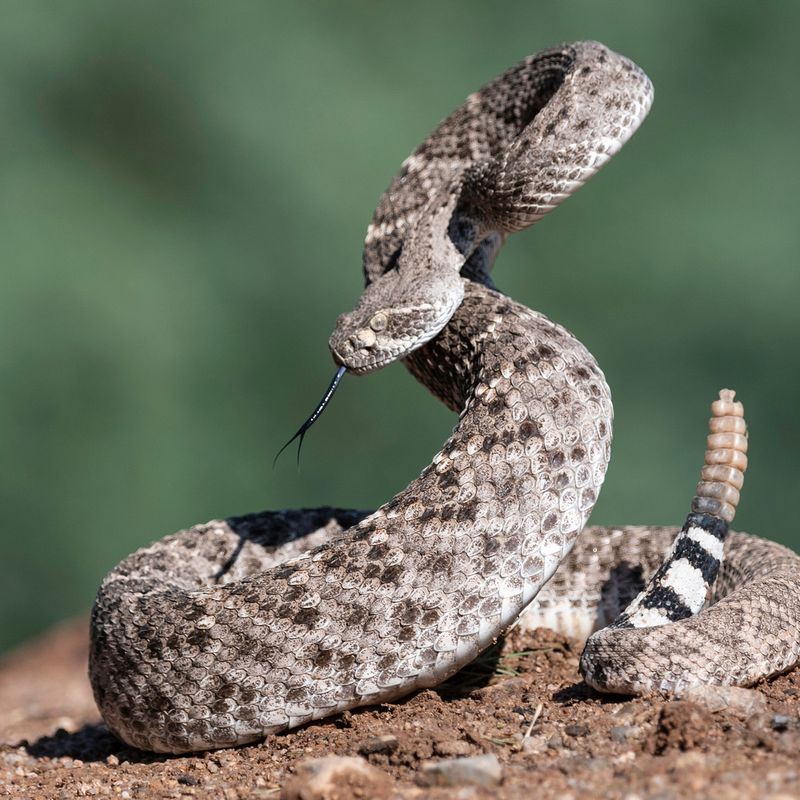 Rattlesnake